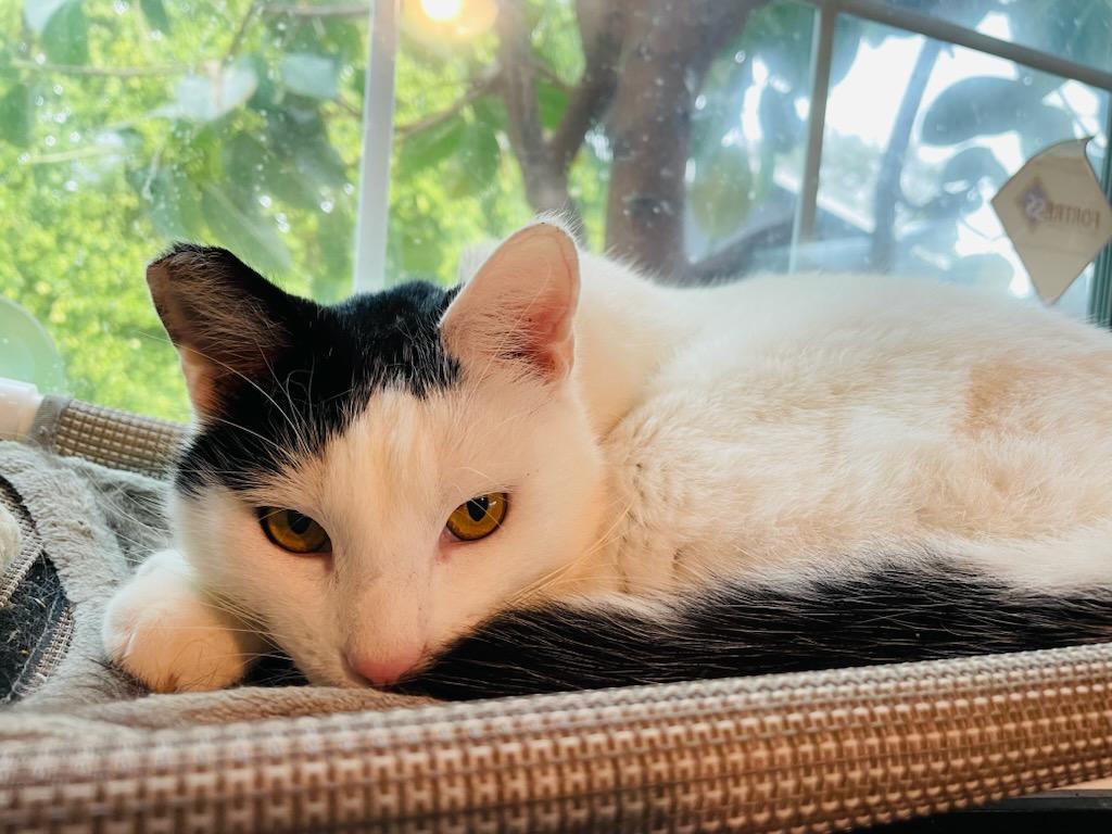 Enlarge Sailor, a ADOPTABLE Domestic Short Hair in Mission Hills, CA image 2/5