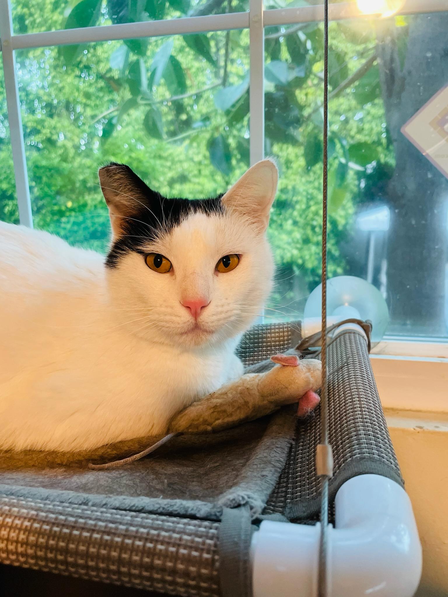 Enlarge Sailor, a ADOPTABLE Domestic Short Hair in Mission Hills, CA image 3/5