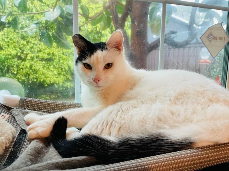 Sailor, ADOPTABLE, Young Male Domestic Short Hair.