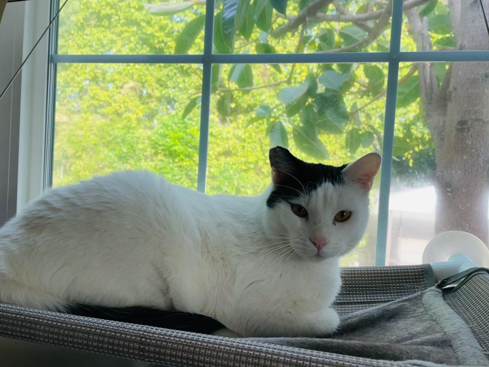 Enlarge Sailor, a ADOPTABLE Domestic Short Hair in Mission Hills, CA image 5/5