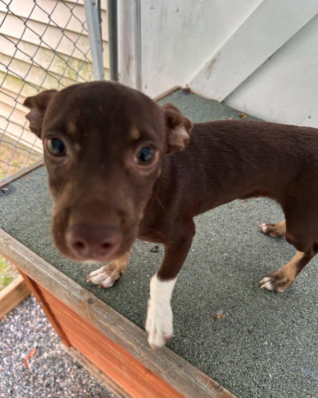 Flaco, a ADOPTABLE mixed breed in Winsted, CT image 4/5