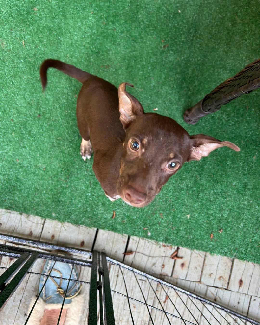 Flaco, ADOPTABLE, Puppy Male Chihuahua.