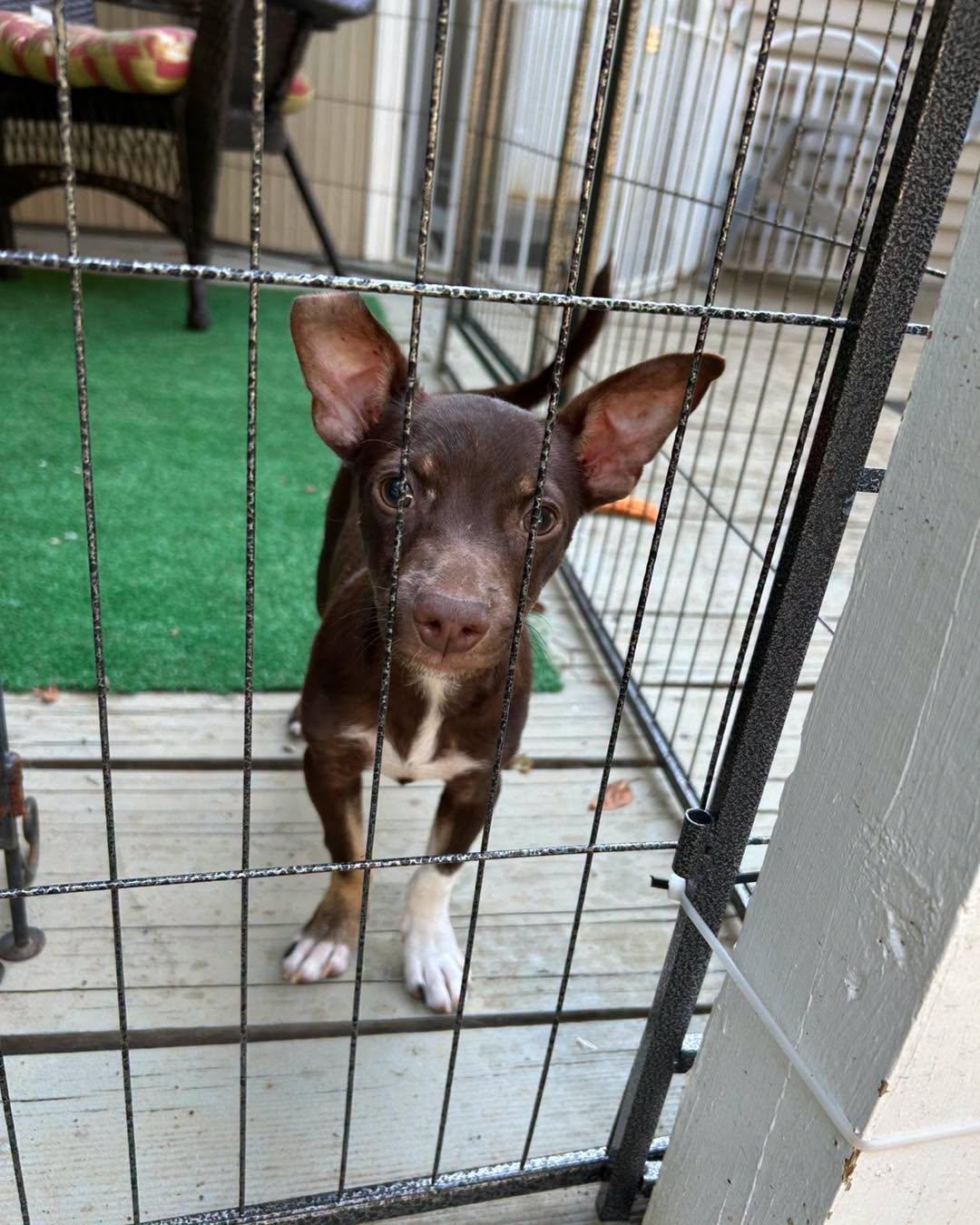 Flaco, a ADOPTABLE mixed breed in Winsted, CT image 3/5
