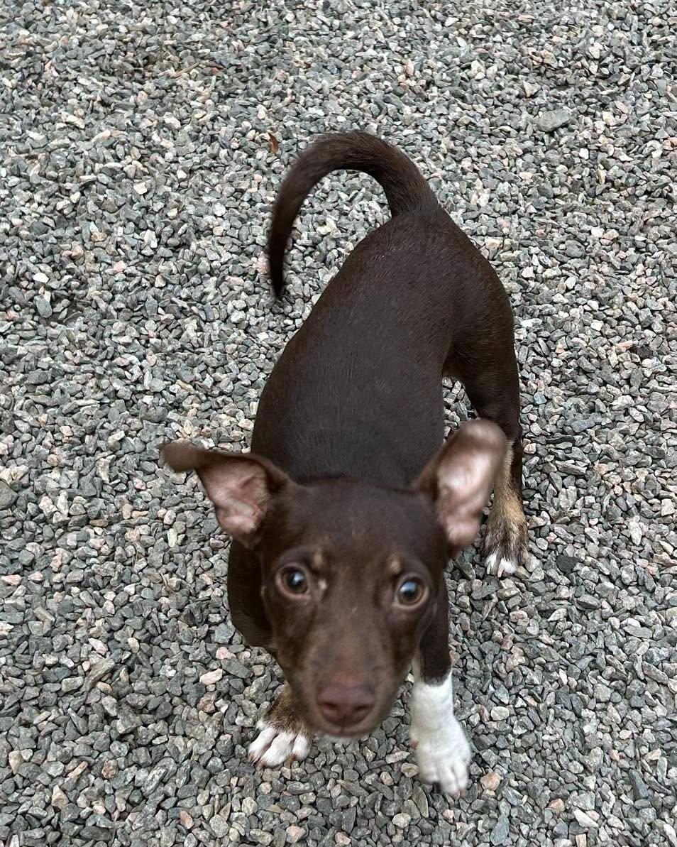 Flaco, a ADOPTABLE mixed breed in Winsted, CT image 2/5