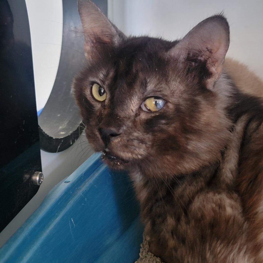 Mofongo, a Adoptable Domestic Long Hair in Troy, IL image 1/2