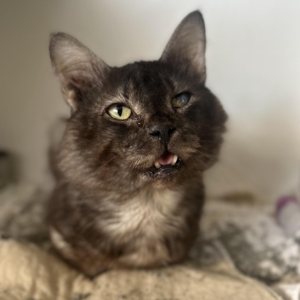 Mofongo, a Adoptable Domestic Long Hair in Troy, IL image 2/2