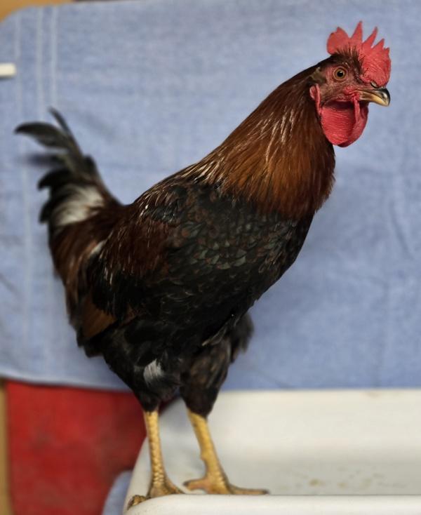 Enlarge John Wayne, a Adoptable mixed breed in Monterey, CA image 1/2