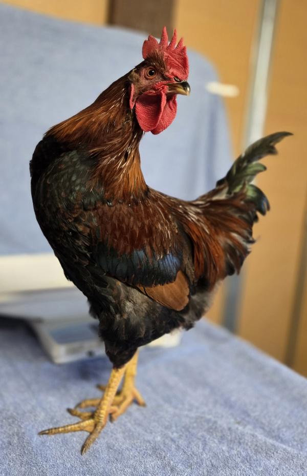 Enlarge John Wayne, a Adoptable mixed breed in Monterey, CA image 2/2