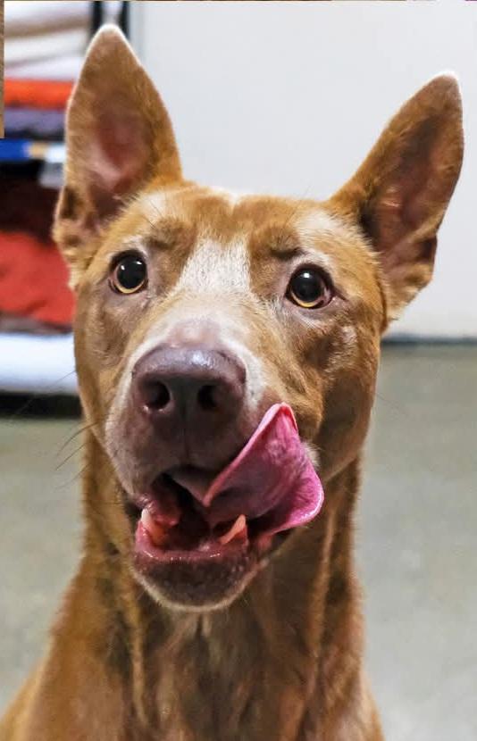 Luna, Adoptable, Adult Female Shepherd & Chocolate Labrador Retriever.