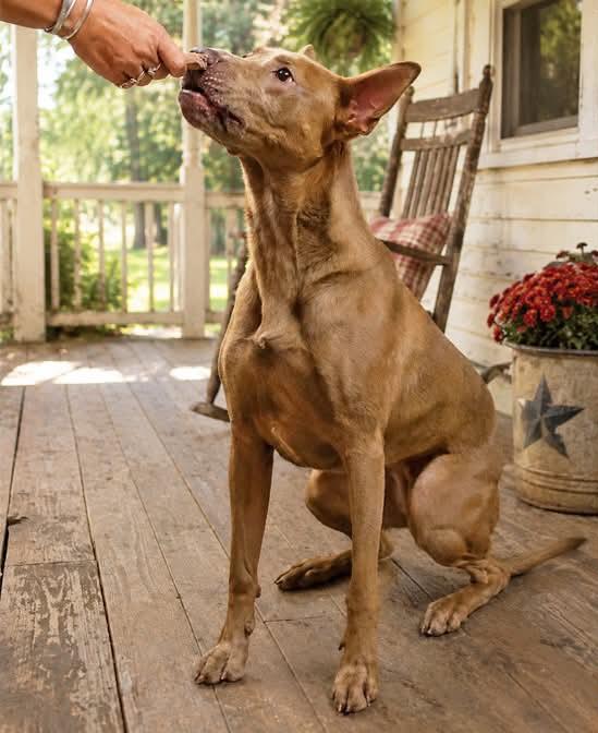Enlarge Luna, a Adoptable mixed breed in Onley, VA image 3/5