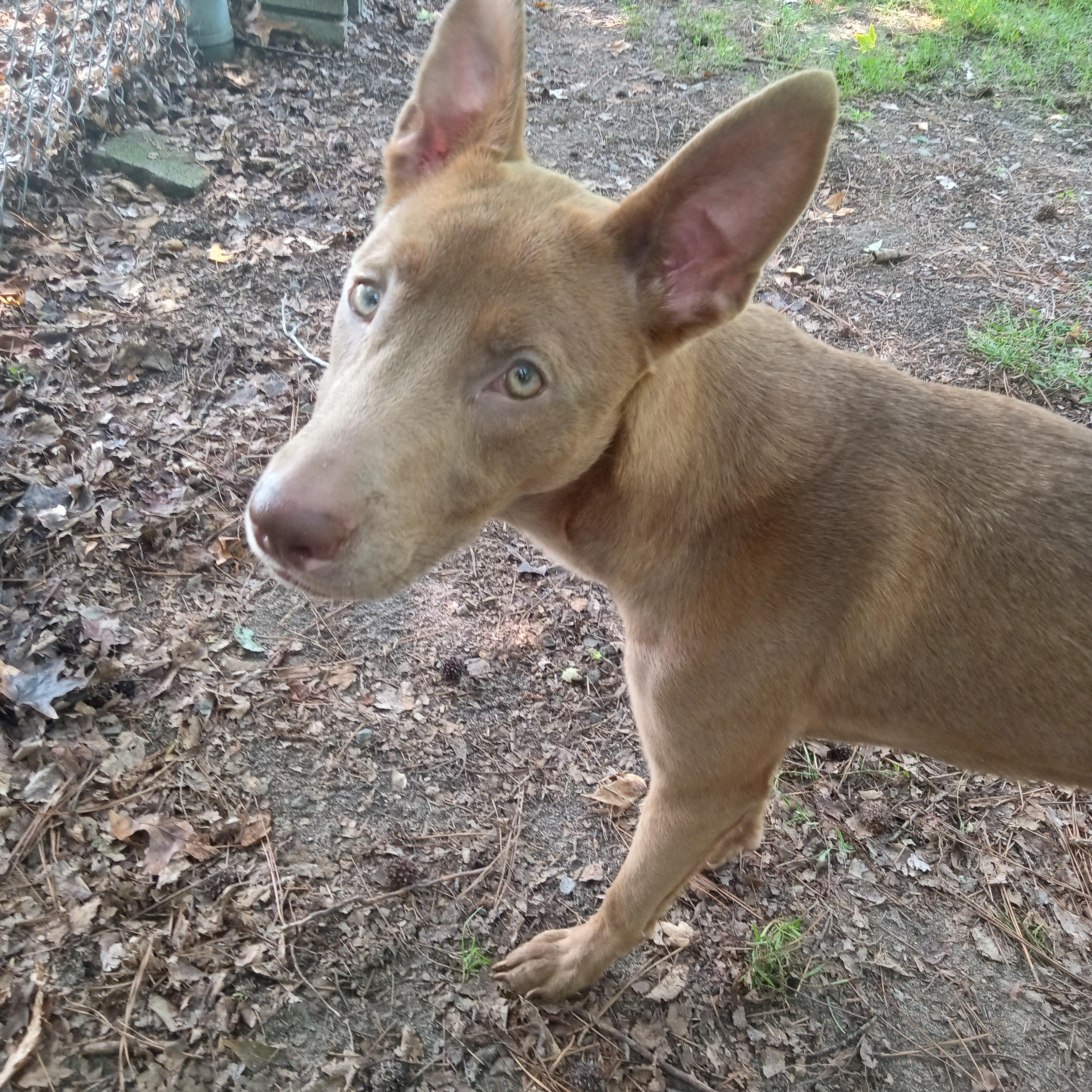 Luna, Adoptable, Young Female Shepherd.