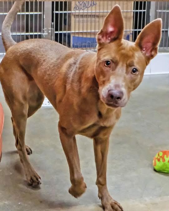 Enlarge Luna, a Adoptable mixed breed in Onley, VA image 5/5