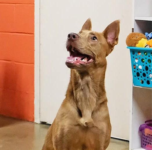Enlarge Luna, a Adoptable mixed breed in Onley, VA image 2/5