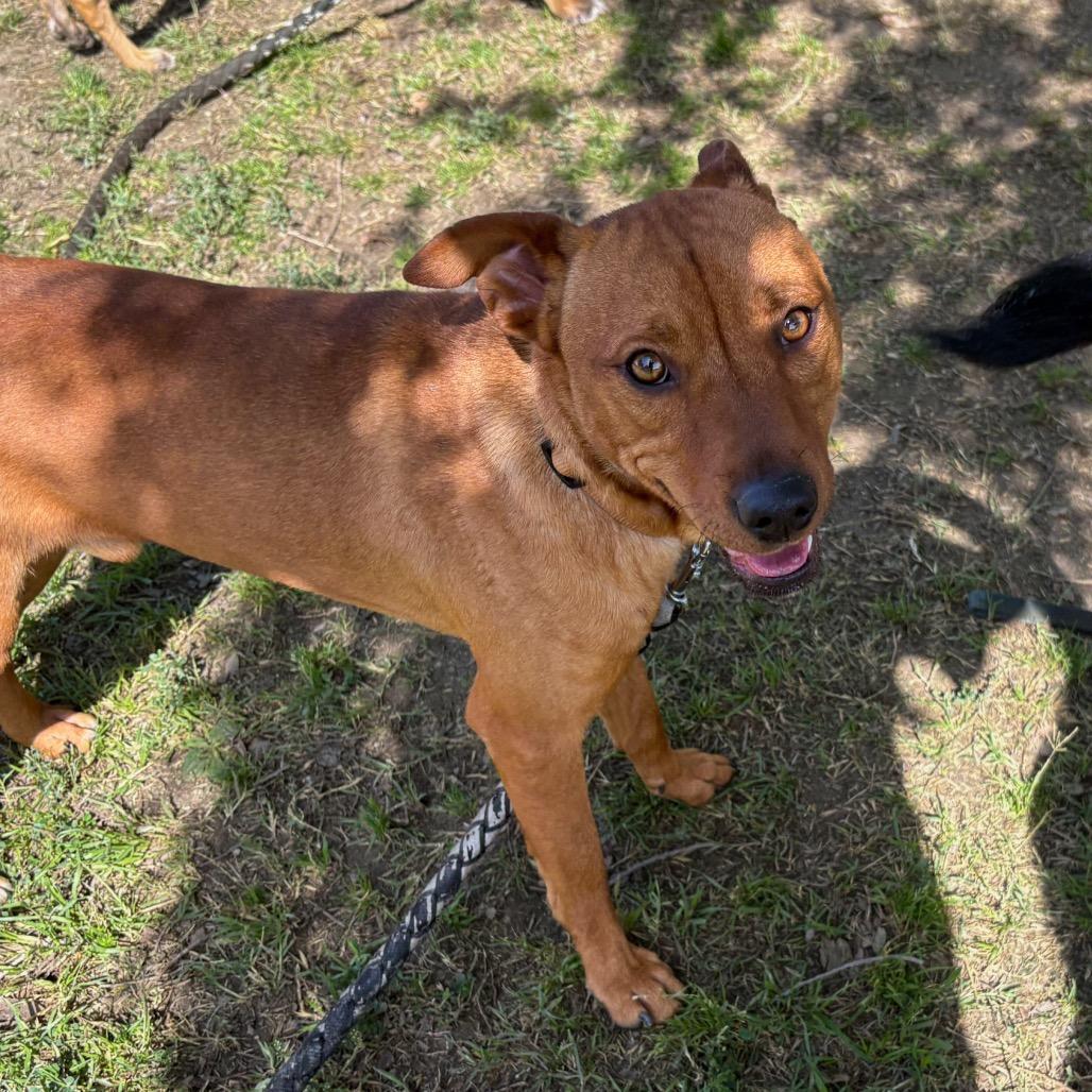 Dustin, a Adoptable mixed breed in San Jacinto, CA image 1/5