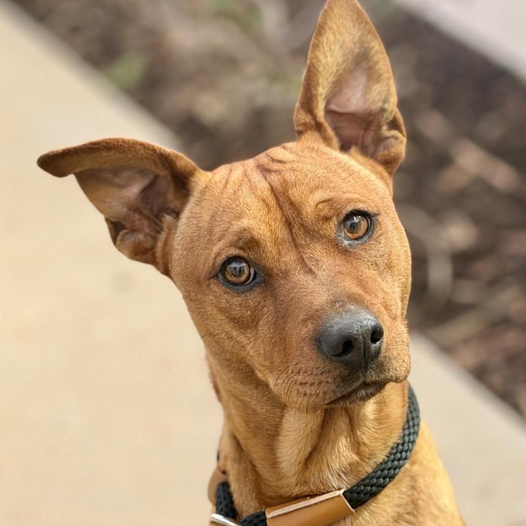 Dustin, a Adoptable mixed breed in San Jacinto, CA image 2/5