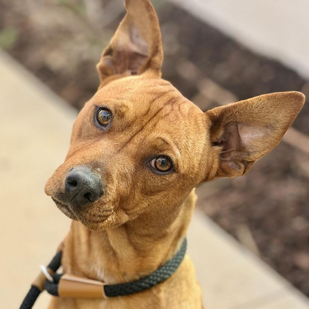 Dustin, a Adoptable mixed breed in San Jacinto, CA image 3/5