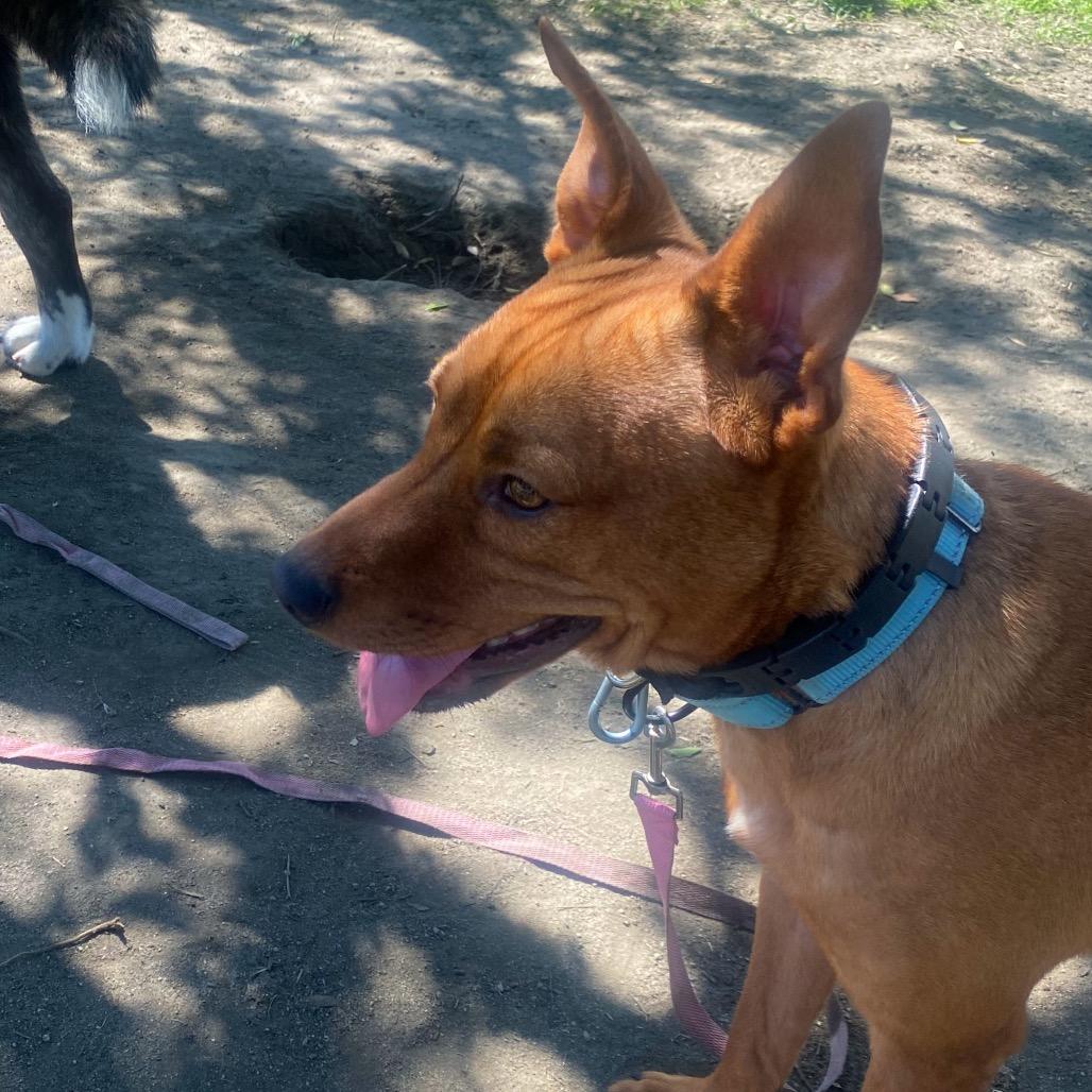 Dustin, a Adoptable mixed breed in San Jacinto, CA image 4/5
