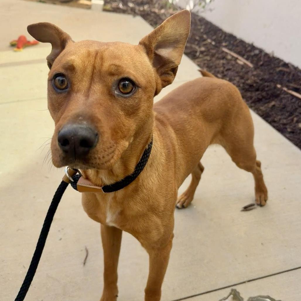 Dustin, a Adoptable mixed breed in San Jacinto, CA image 5/5