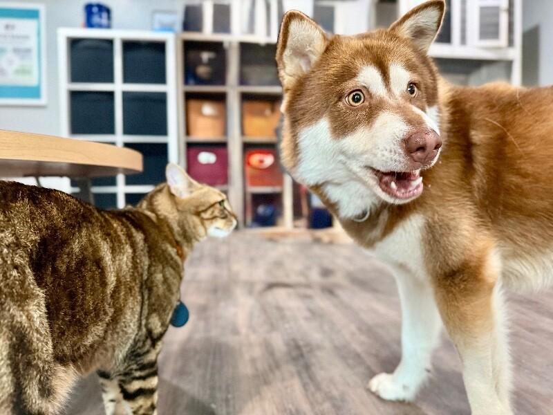 Harley Cuddle Bear — thumbnail 4