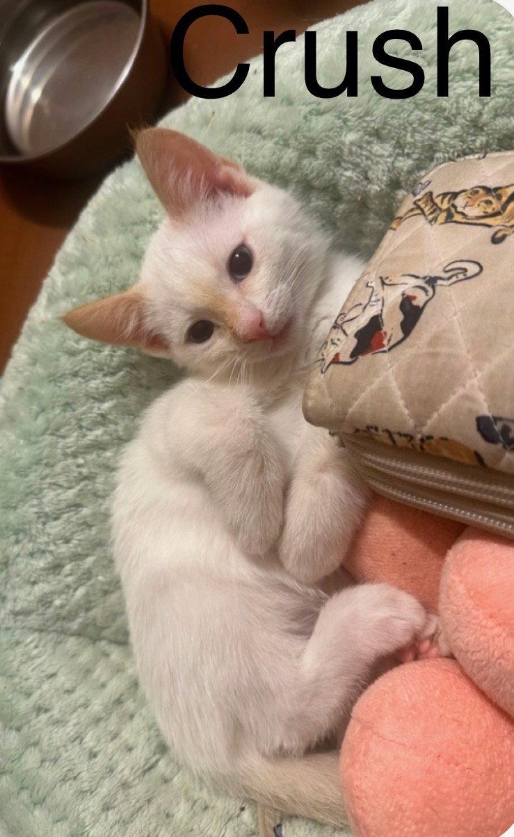 Crush, Adopted, Kitten Male Siamese.