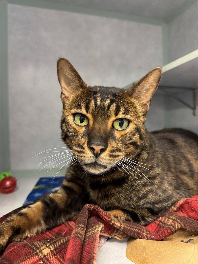Sefu, Adoptable, Adult Male Bengal.