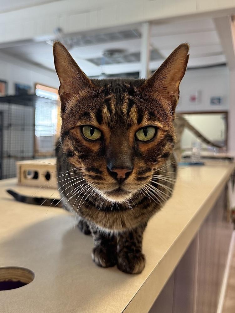 Enlarge Sefu, a Adoptable mixed breed in Papillion, NE image 2/5