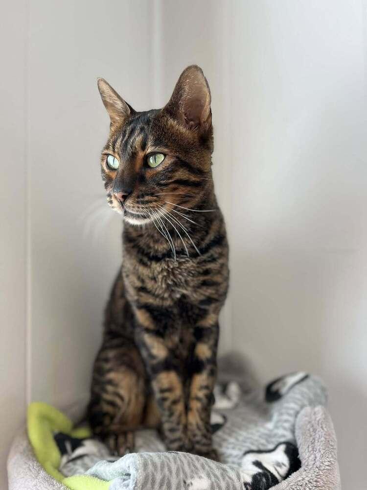 Enlarge Sefu, a Adoptable mixed breed in Papillion, NE image 1/2