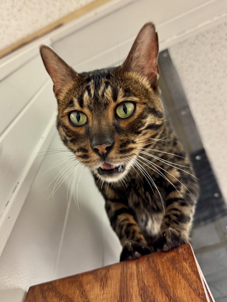 Enlarge Sefu, a Adoptable mixed breed in Papillion, NE image 4/5