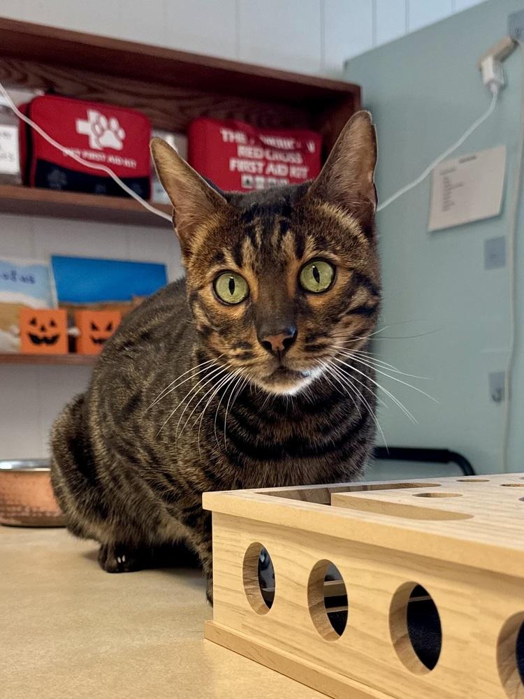 Enlarge Sefu, a Adoptable mixed breed in Papillion, NE image 5/5