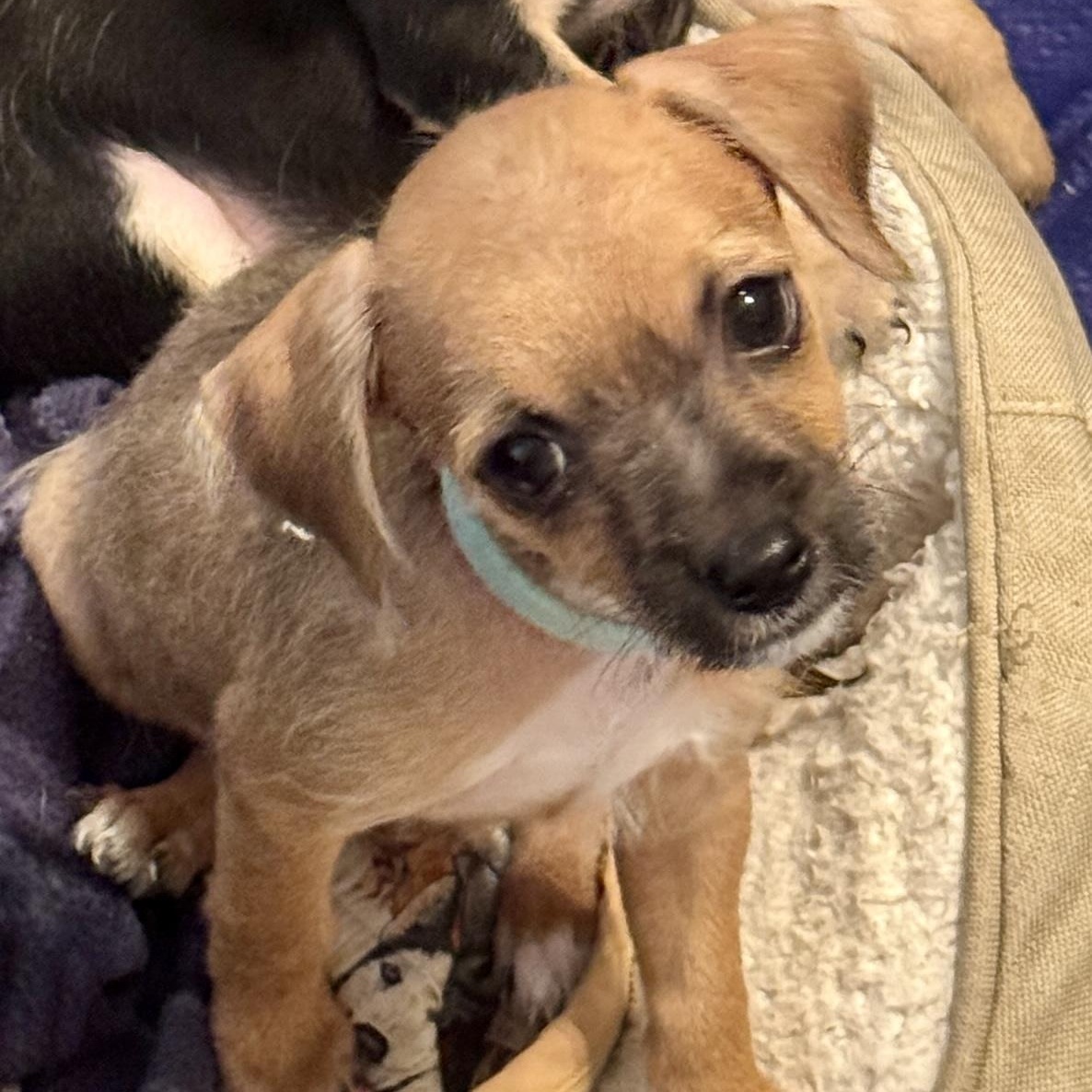 COLT, ADOPTABLE, Puppy Male Chihuahua.
