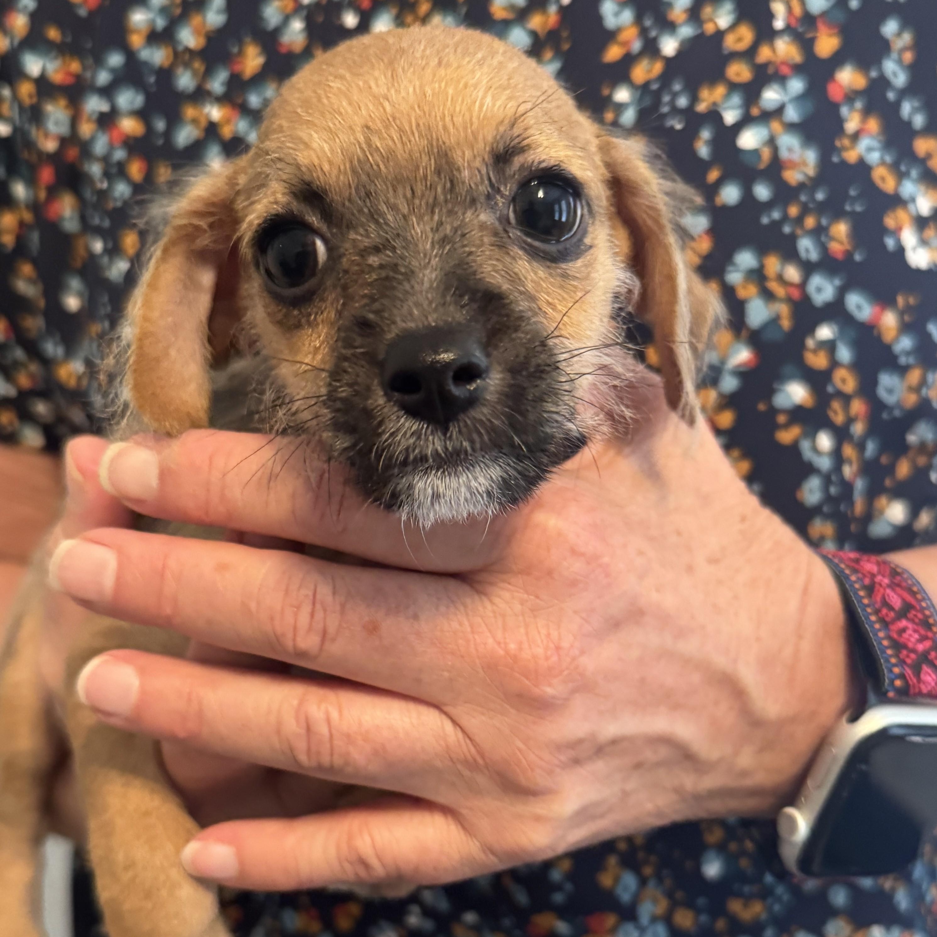 COLT, a ADOPTABLE Chihuahua in Marana, AZ image 3/4