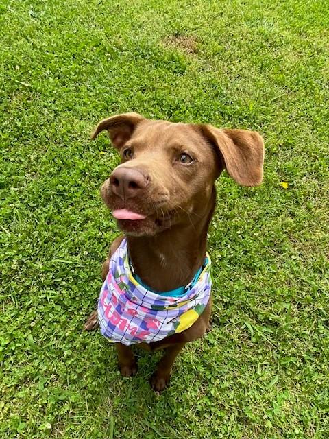 Terracotta, a ADOPTABLE Labrador Retriever in Fayetteville, AR image 5/5