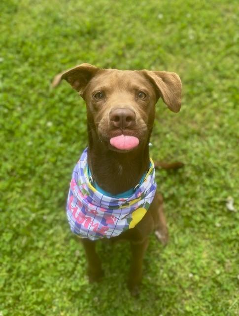 Terracotta, a ADOPTABLE Labrador Retriever in Fayetteville, AR image 4/5