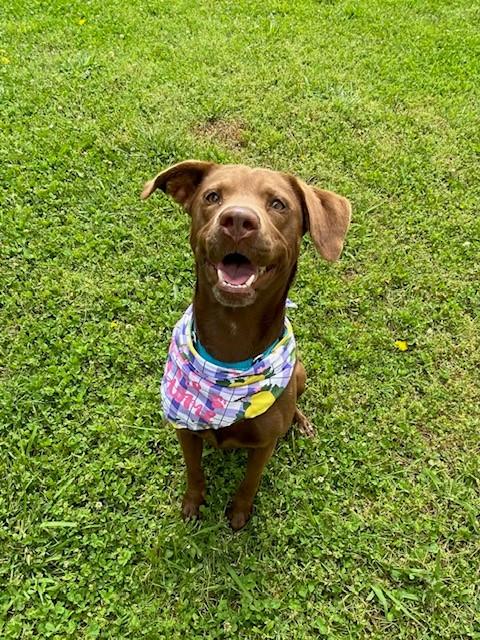 Terracotta, a ADOPTABLE Labrador Retriever in Fayetteville, AR image 2/5