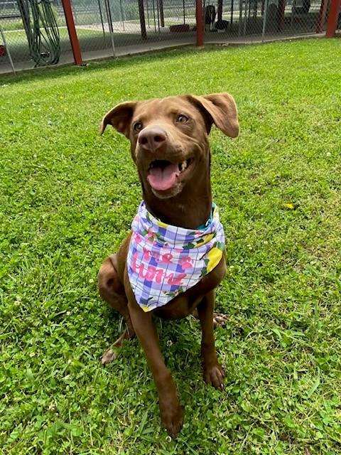 Terracotta, a ADOPTABLE Labrador Retriever in Fayetteville, AR image 1/5