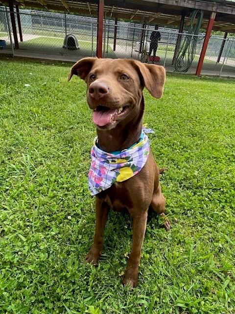 Terracotta, a ADOPTABLE Labrador Retriever in Fayetteville, AR image 3/5