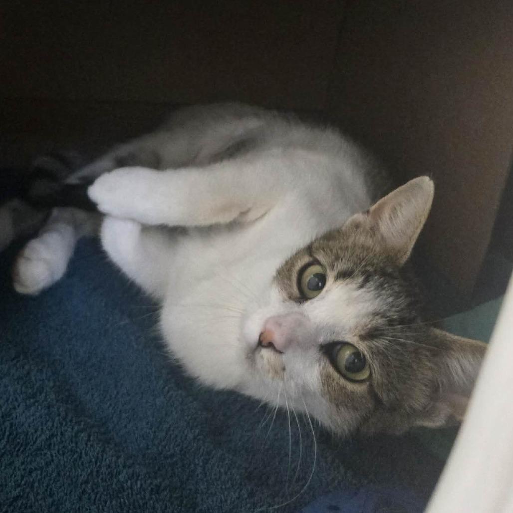 Bobble (Holland Cat Cove), Adoptable, Adult Female Domestic Short Hair.