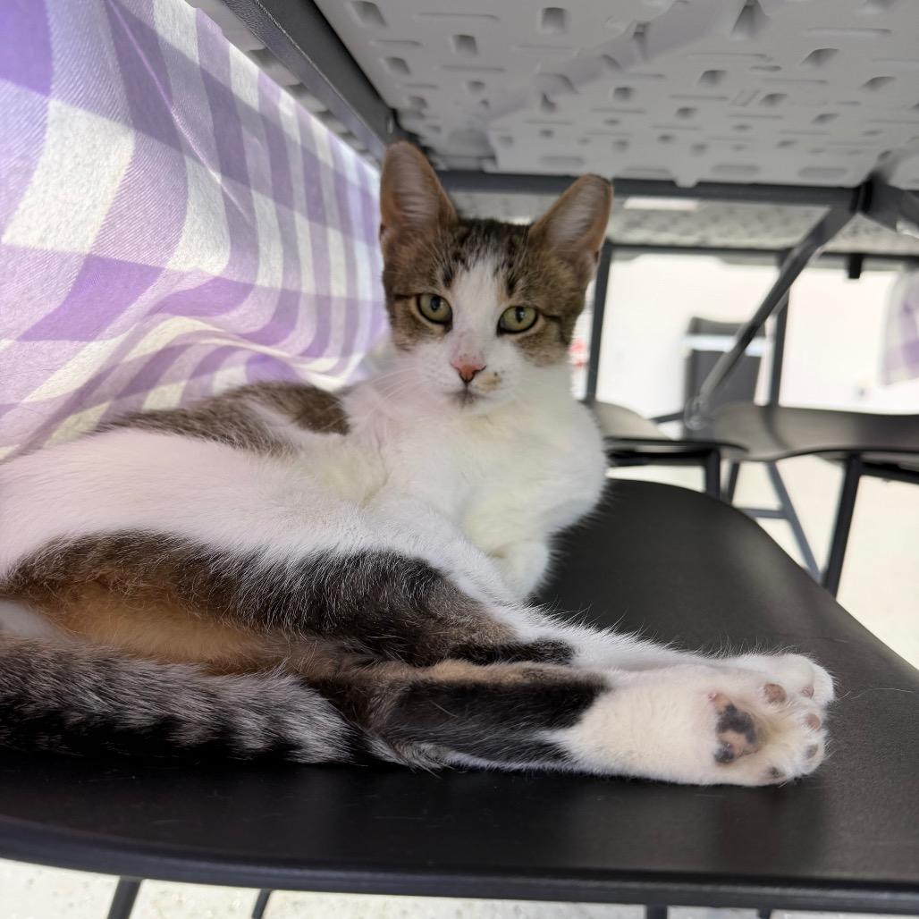 Enlarge Bobble (Holland Cat Cove), a Adoptable Domestic Short Hair in West Olive, MI image 2/3
