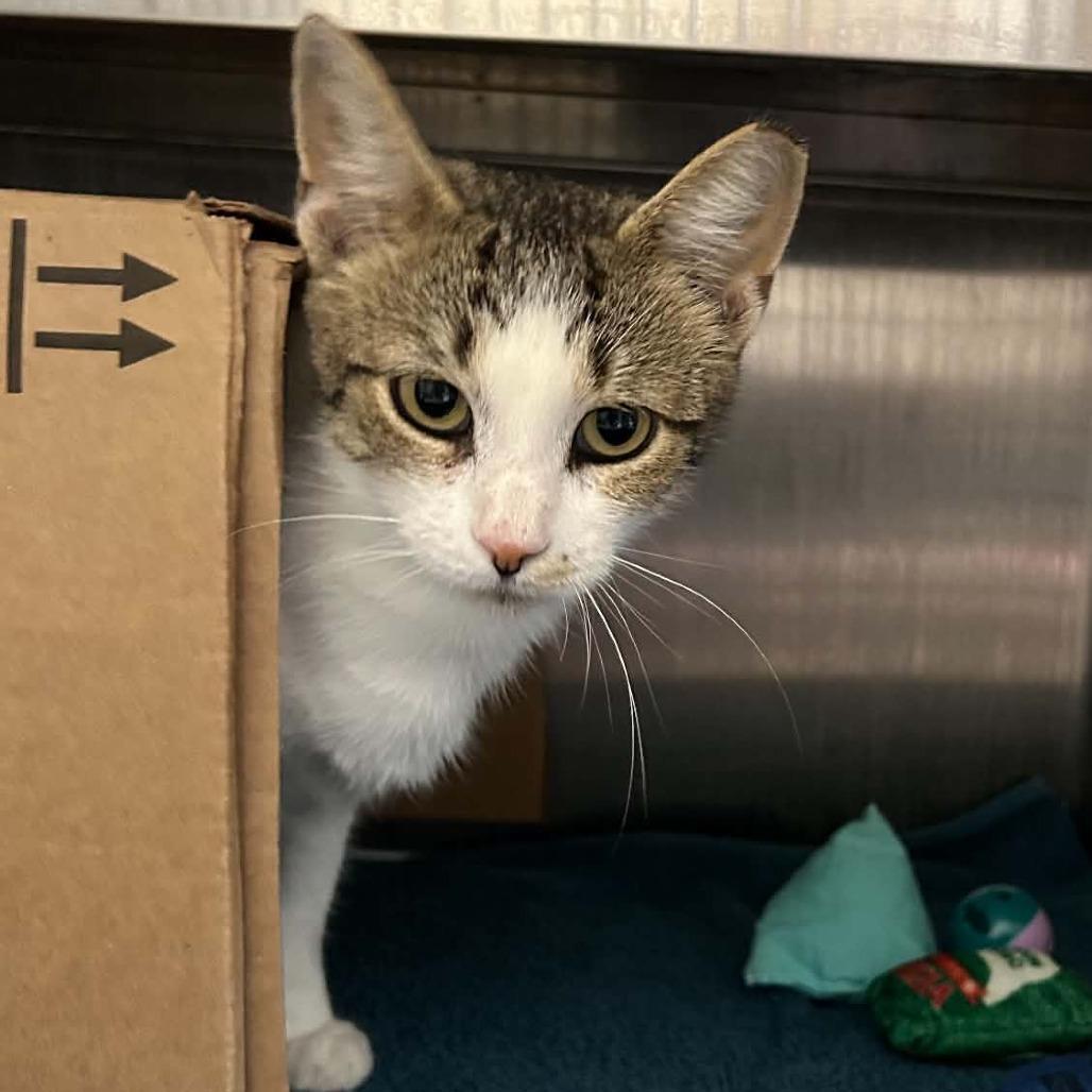 Enlarge Bobble (Holland Cat Cove), a Adoptable Domestic Short Hair in West Olive, MI image 3/3