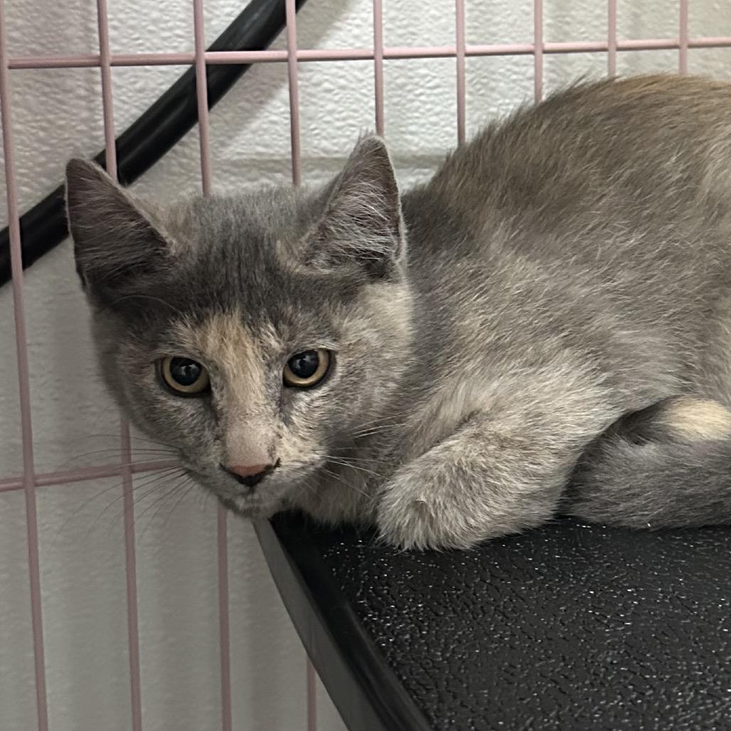 Enlarge Jena, a Adoptable Domestic Short Hair in Priest River, ID image 2/3