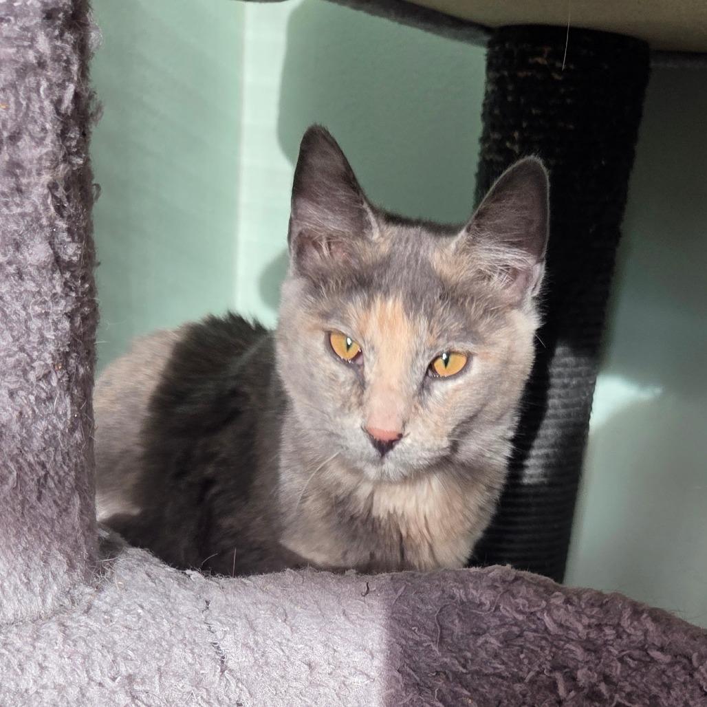 Enlarge Jena, a Adoptable Domestic Short Hair in Priest River, ID image 3/3