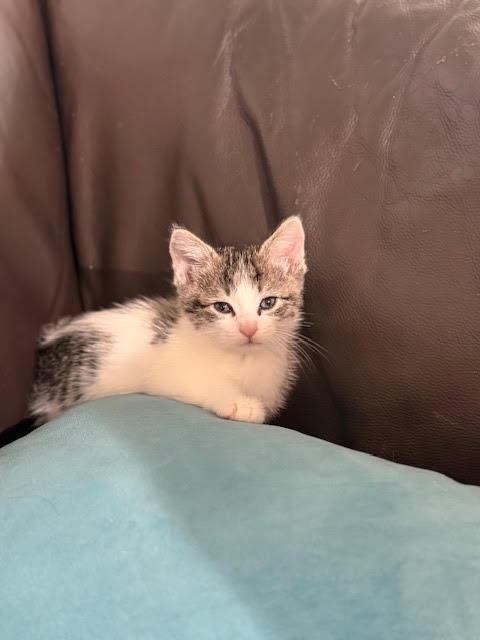 Evan, an adopted Domestic Short Hair in Houston, TX image 2/6