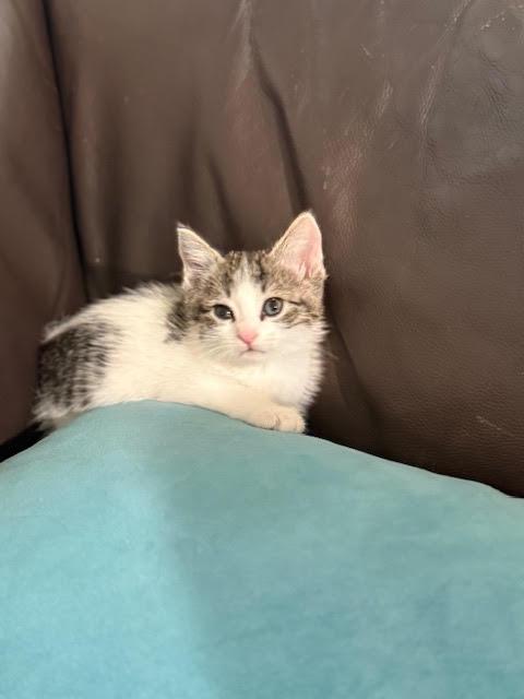 Evan, an adopted Domestic Short Hair in Houston, TX image 6/6
