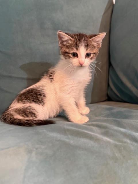 Evan, an adopted Domestic Short Hair in Houston, TX image 3/6