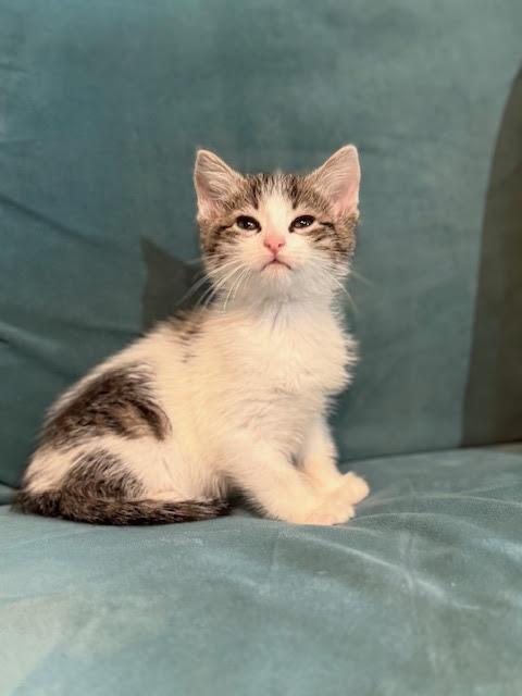 Evan, an adopted Domestic Short Hair in Houston, TX image 5/6