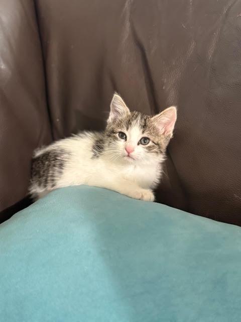 Evan, an adopted Domestic Short Hair in Houston, TX image 4/6