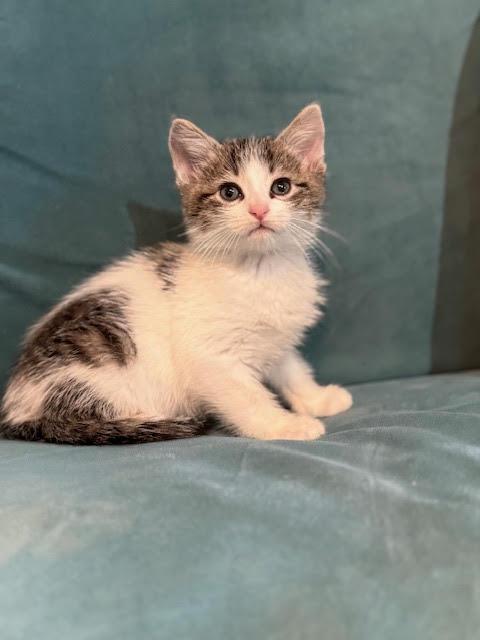 Evan, adopted, Kitten Male Domestic Short Hair.