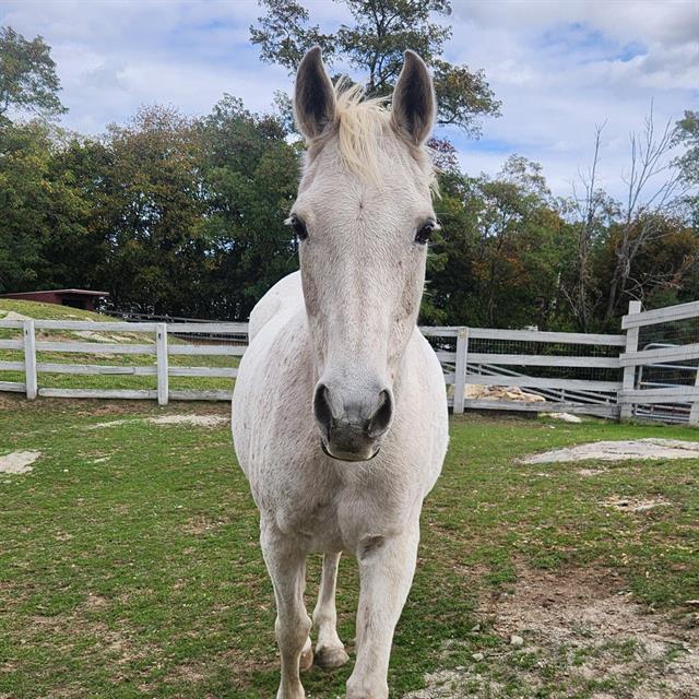 Enlarge SHANIA, a Adoptable Arabian in Methuen, MA image 1/1