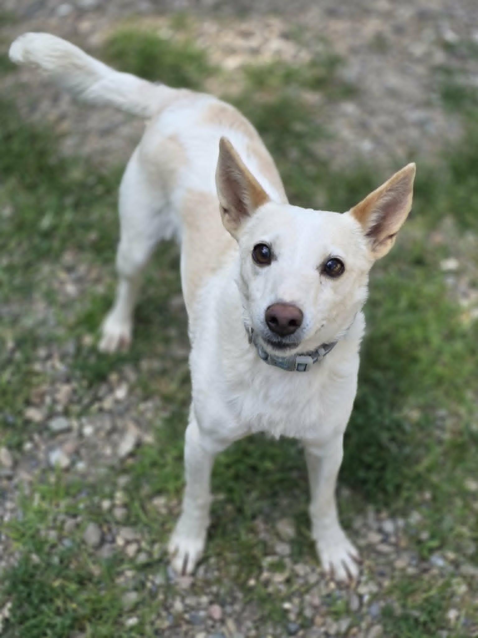 PeeWee, Adoptable, Senior Male Terrier.