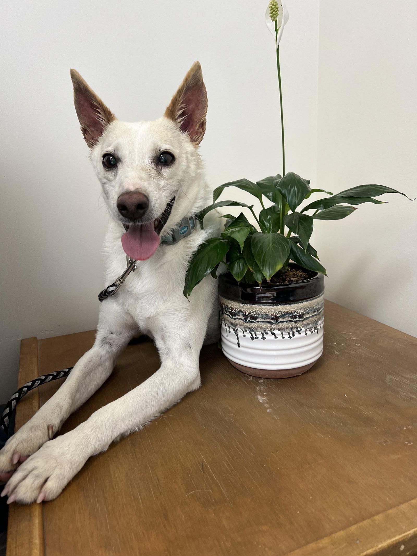 Enlarge PeeWee, a Adoptable Terrier in Woodsfield, OH image 2/3